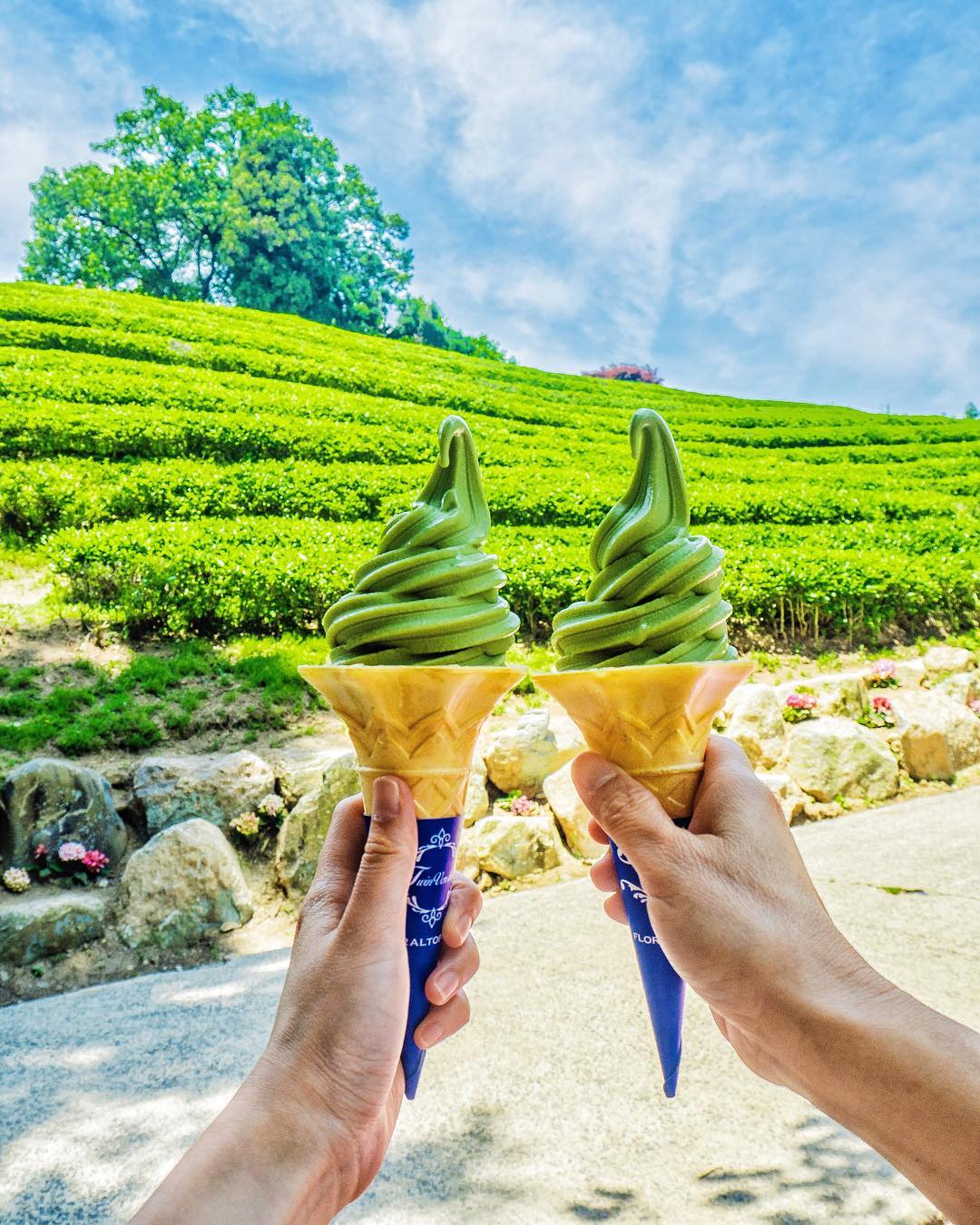 Check-in cùng kem trà xanh Boseong